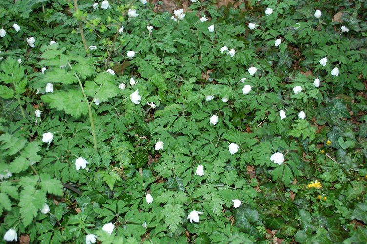 Wood Anemone 